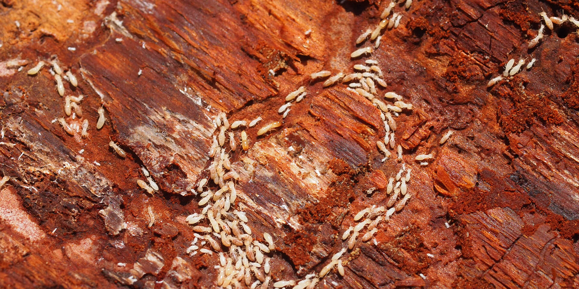 220104 termites blog- desktop